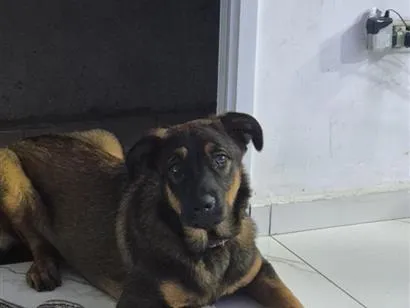 Cachorro raça Rottweiler idade 7 a 11 meses nome pandora 