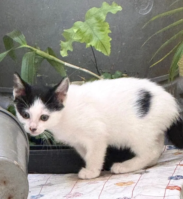 Gato raça SRD-ViraLata idade 2 a 6 meses nome Doudou bb2meses Linda 
