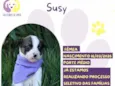Susy