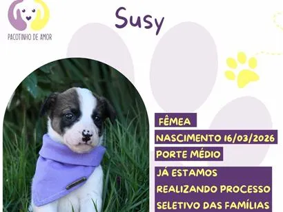 Cachorro raça SRD-ViraLata idade 2 a 6 meses nome Susy