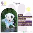 Teka