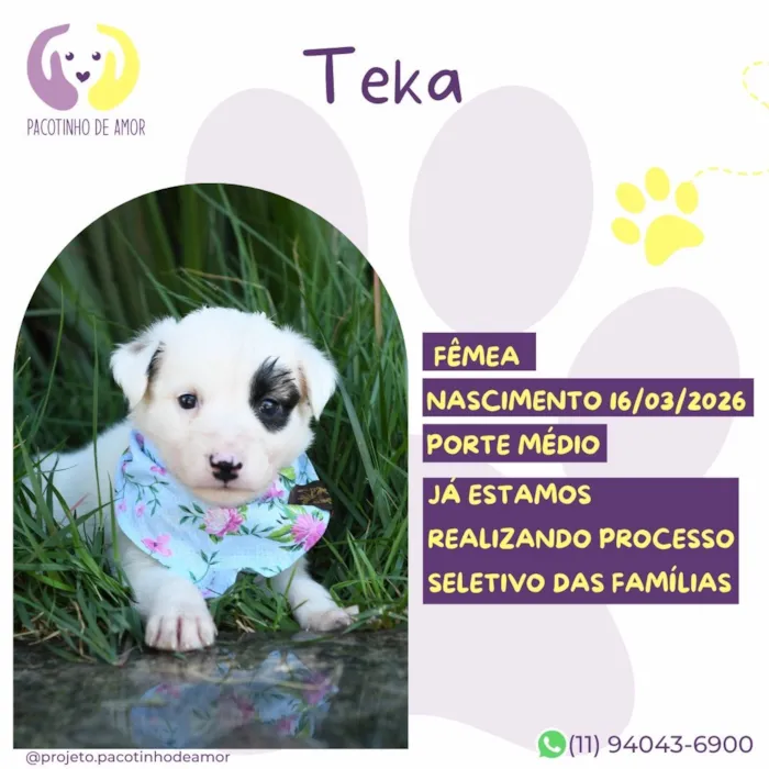 Cachorro raça SRD-ViraLata idade 2 a 6 meses nome Teka