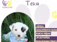 Teka