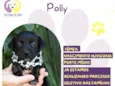 Polly
