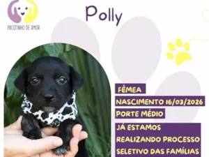 Cachorro raça SRD-ViraLata idade 2 a 6 meses nome Polly