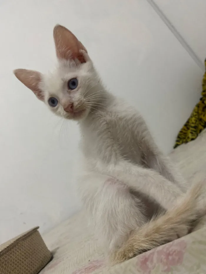 Gato raça SRD-ViraLata idade 2 a 6 meses nome Sem nome 