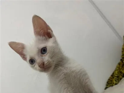 Gato raça SRD-ViraLata idade 2 a 6 meses nome Sem nome 