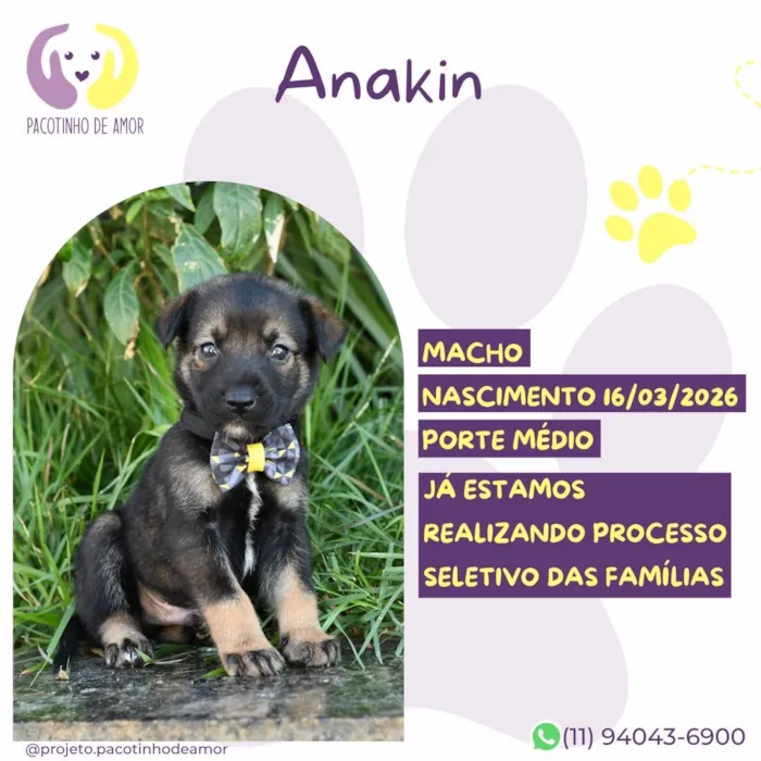 Cachorro raça SRD-ViraLata idade 2 a 6 meses nome Anakin