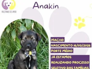 Cachorro raça SRD-ViraLata idade 2 a 6 meses nome Anakin