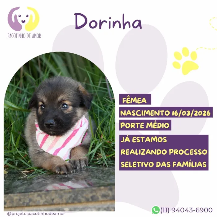 Cachorro raça SRD-ViraLata idade 2 a 6 meses nome Dorinha
