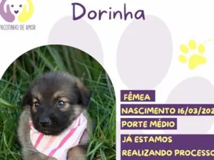 Cachorro raça SRD-ViraLata idade 2 a 6 meses nome Dorinha
