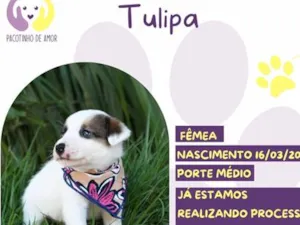 Cachorro raça SRD-ViraLata idade Abaixo de 2 meses nome Tulipa