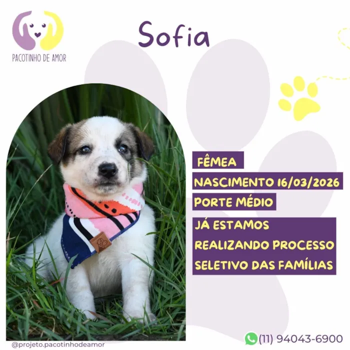Cachorro raça SRD-ViraLata idade 2 a 6 meses nome Sofia