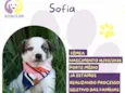 Sofia