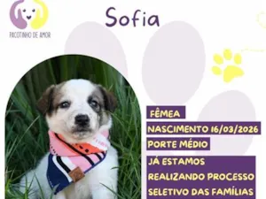 Cachorro raça SRD-ViraLata idade 2 a 6 meses nome Sofia