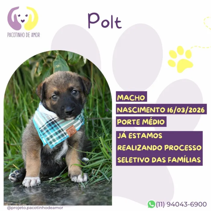 Cachorro raça SRD-ViraLata idade 2 a 6 meses nome Polt