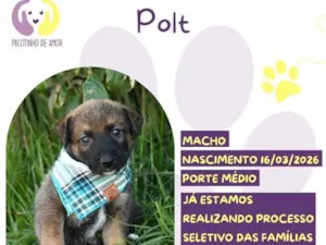 Cachorro raça SRD-ViraLata idade 2 a 6 meses nome Polt