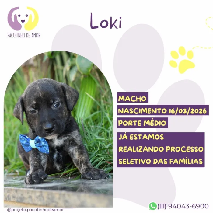 Cachorro raça SRD-ViraLata idade Abaixo de 2 meses nome Loki