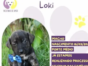 Cachorro raça SRD-ViraLata idade Abaixo de 2 meses nome Loki