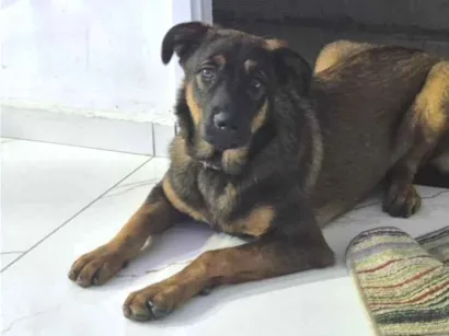 Cachorro raça Rottweiler idade 7 a 11 meses nome pandora 