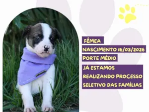 Cachorro raça SRD-ViraLata idade 2 a 6 meses nome Susy