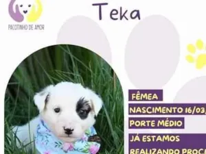 Cachorro raça SRD-ViraLata idade 2 a 6 meses nome Teka