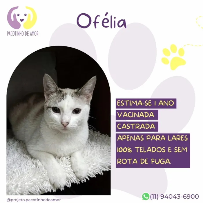 Gato raça SRD-ViraLata idade 1 ano nome Ofélia