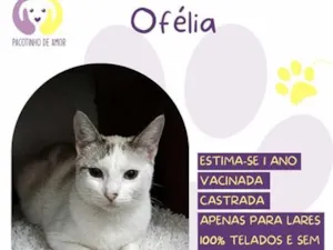 Gato raça SRD-ViraLata idade 1 ano nome Ofélia