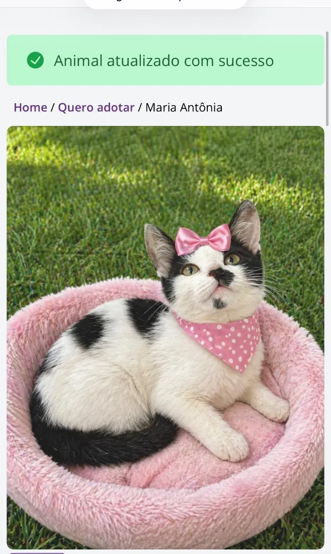 Gato raça SRD-ViraLata idade 2 a 6 meses nome Maria Antônia