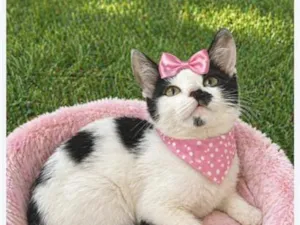 Gato raça SRD-ViraLata idade 2 a 6 meses nome Maria Antônia