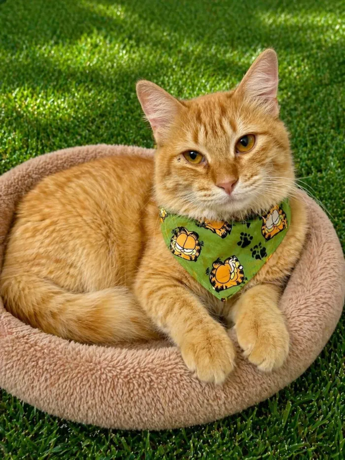 Gato raça SRD-ViraLata idade 1 ano nome Garfield 