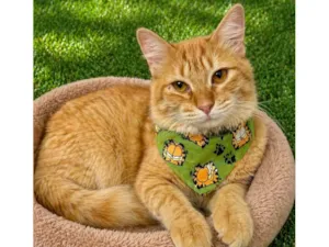 Gato raça SRD-ViraLata idade 1 ano nome Garfield 