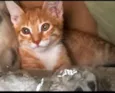 Mel