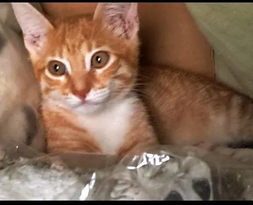 Gato raça SRD-ViraLata idade 7 a 11 meses nome Mel