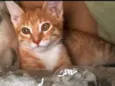 Mel