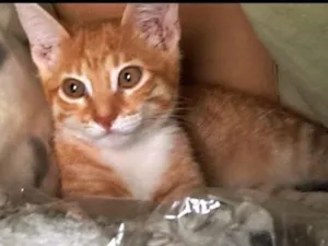 Gato raça SRD-ViraLata idade 7 a 11 meses nome Mel