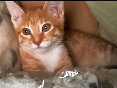 Gato raça SRD-ViraLata idade 7 a 11 meses nome Mel