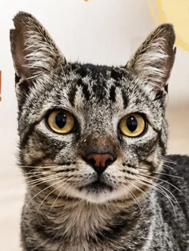 Gato raça SRD-ViraLata idade 7 a 11 meses nome Tigrinho 