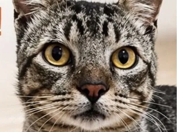 Gato raça SRD-ViraLata idade 7 a 11 meses nome Tigrinho 