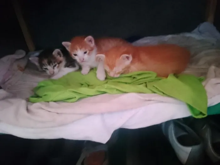 Gato raça SRD-ViraLata idade 2 a 6 meses nome eles n tem nome 