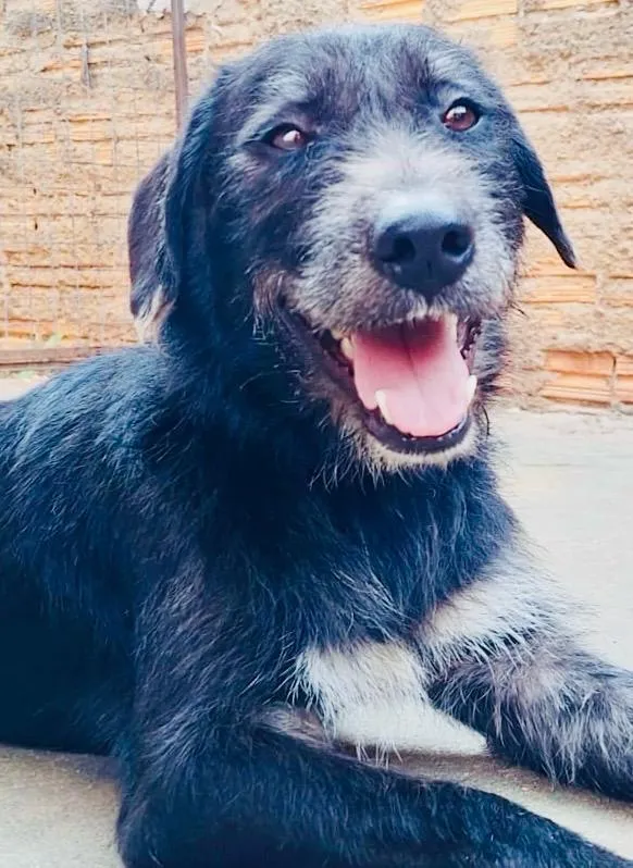 Cachorro raça SRD-ViraLata idade 1 ano nome Frank