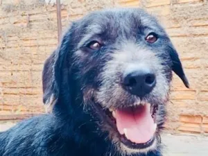 Cachorro raça SRD-ViraLata idade 1 ano nome Frank