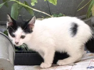 Gato raça SRD-ViraLata idade 2 a 6 meses nome Doudou bb2meses Linda 