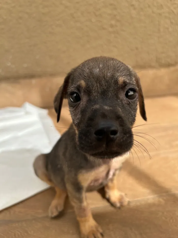 Cachorro raça SRD-ViraLata idade Abaixo de 2 meses nome Guerreiro