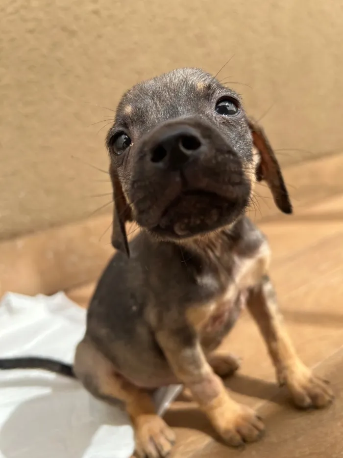 Cachorro raça SRD-ViraLata idade Abaixo de 2 meses nome Guerreiro
