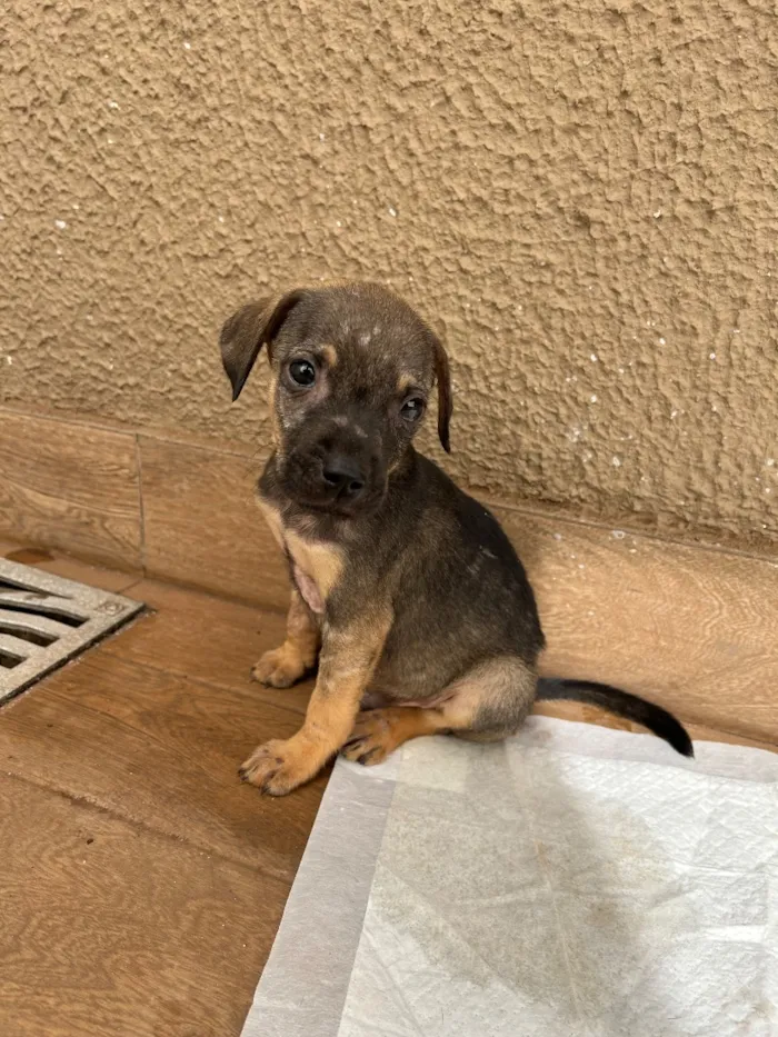 Cachorro raça SRD-ViraLata idade Abaixo de 2 meses nome Guerreiro