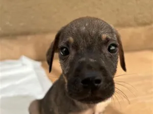 Cachorro raça SRD-ViraLata idade Abaixo de 2 meses nome Guerreiro