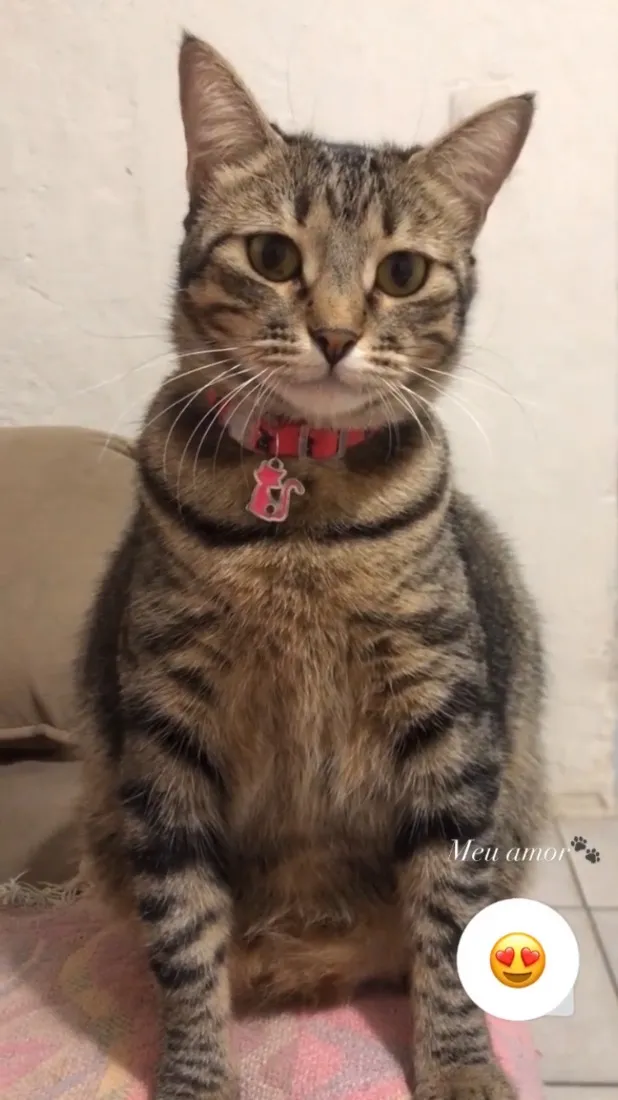 Gato raça SRD-ViraLata idade 3 anos nome Safira