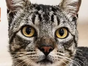 Gato raça SRD-ViraLata idade 7 a 11 meses nome Tigrinho 