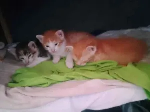 Gato raça SRD-ViraLata idade 2 a 6 meses nome eles n tem nome 